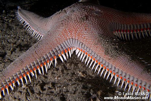 Stella pettine maggiore (Astropecten aranciacus)