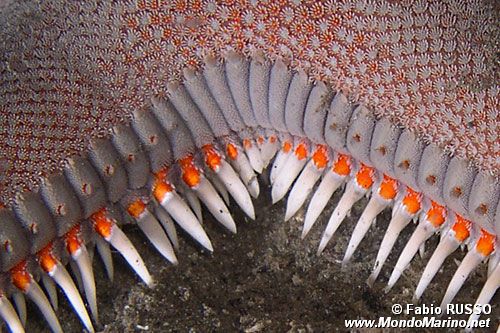 Stella pettine maggiore (Astropecten aranciacus)