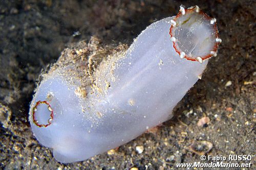 Ascidia lunga (Ciona intestinalis)