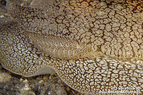 Pleurobranchea (Pleurobranchaea meckelii)