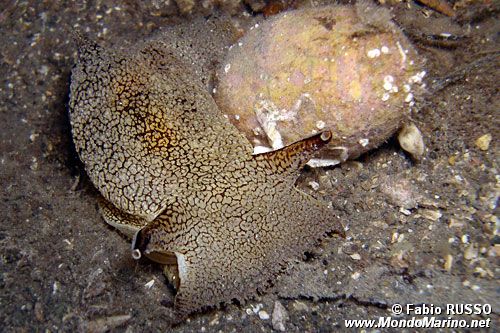 Pleurobranchea (Pleurobranchaea meckelii)