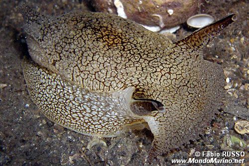 Pleurobranchea (Pleurobranchaea meckelii)