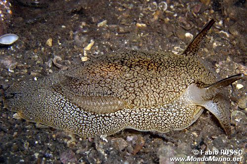 Pleurobranchea (Pleurobranchaea meckelii)