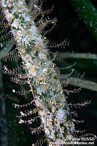 Posidonia (Posidonia oceanica)