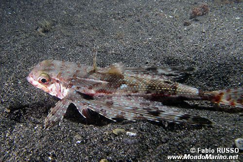 Pesce civetta (Dactylopterus volitans)