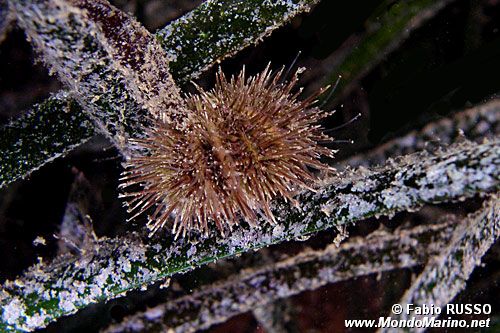 Riccio verde di prateria (Psammechinus microtuberculatus)