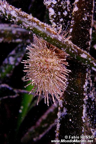 Riccio verde di prateria (Psammechinus microtuberculatus)