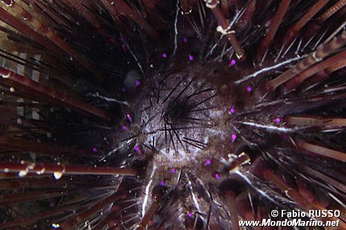 Riccio diadema (Centrostephanus longispinus)