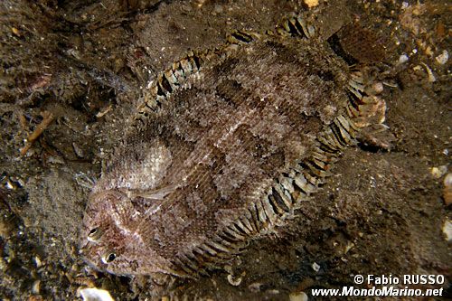 Sogliola pelosa (Monochirus hispidus)