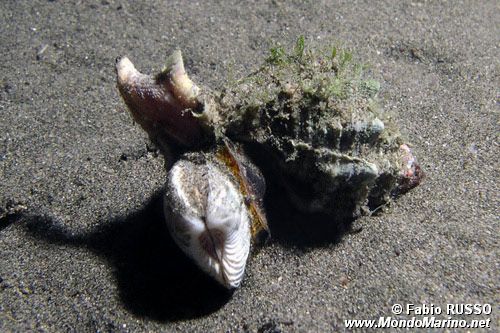 Murice troncato (Hexaplex trunculus)