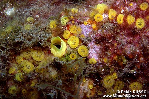 Spugna perforante (Cliona celata)