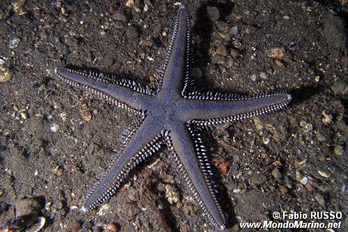 Stella pettine (Astropecten sp.)