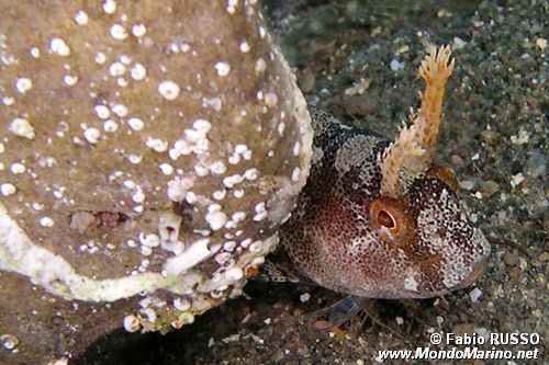 Bavosa cornuta (Parablennius tentacularis)