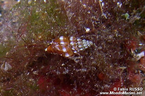 Gasteropode (Vexillum ebenus)