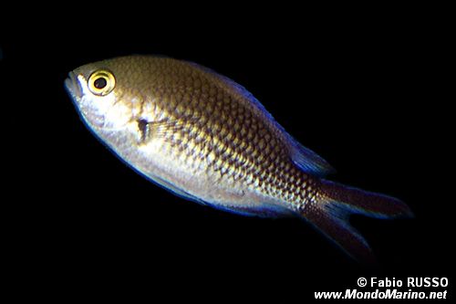 Castagnola (Chromis chromis)