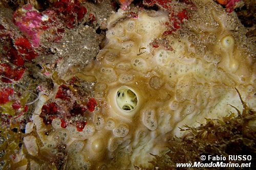 Spugna perforante verde (Cliona viridis)