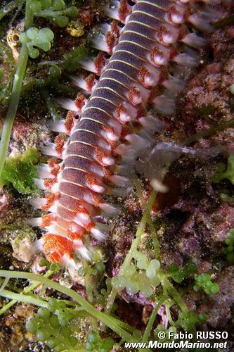 Vermocane (Hermodice carunculata)