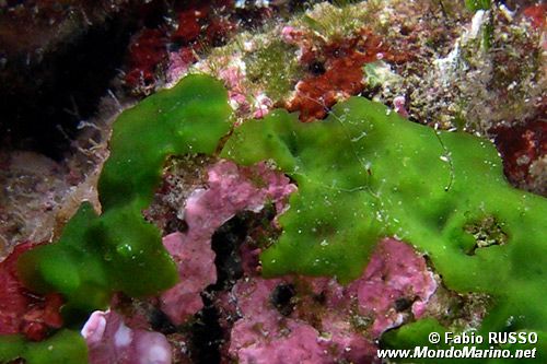 Alga velluto (Palmophyllum crassum)