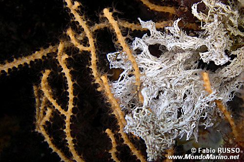 Filograna di mare (Filograna implexa)