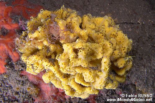 Spugna corna di daino (Axinella damicornis)