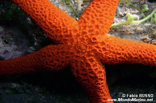 Stella rossa (Echinaster sepositus)