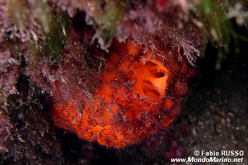 Arancia di mare (Tethya aurantium)