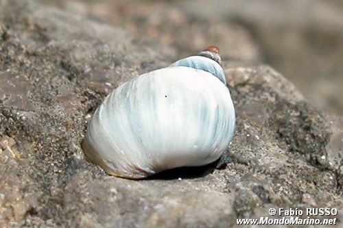 Littorina nera (Melaraphe neritoides)