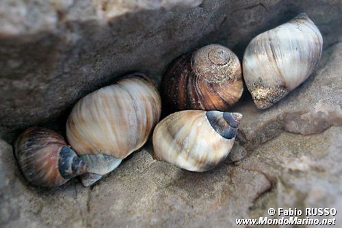 Littorina nera (Melaraphe neritoides)