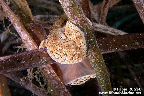 Attinia alice (Alicia mirabilis)