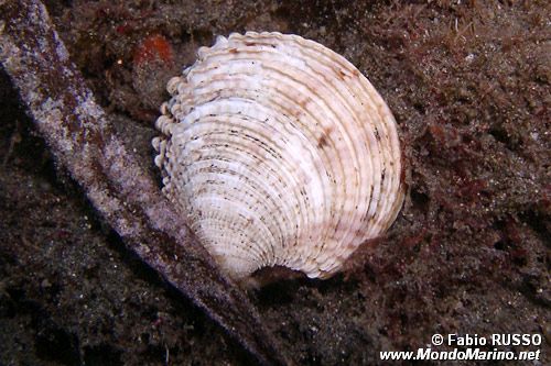 Tartufo di mare (Venus verrucosa)