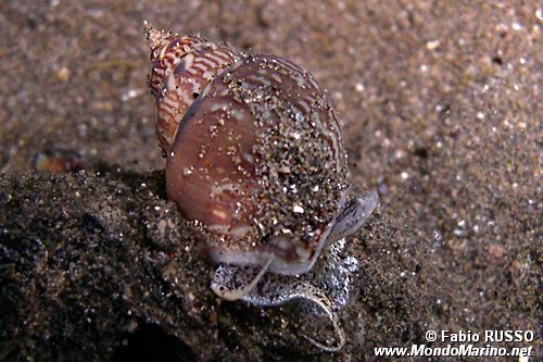 Maruzzella (Nassarius mutabilis)
