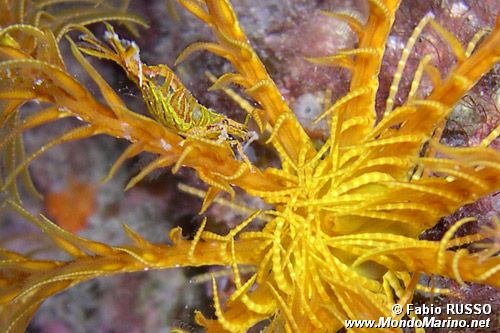 Gamberetto del crinoide (Hippolyte prideauxiana)