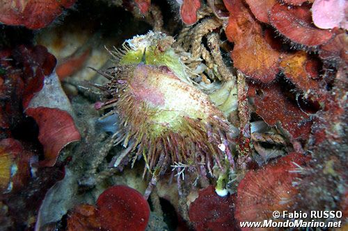 Spondilo (Spondylus gaederopus)