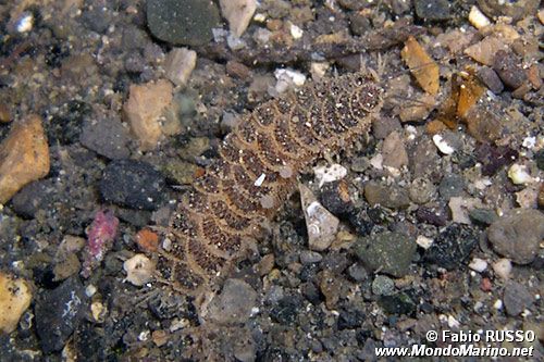 Polinoide (Harmotoe imbricata)