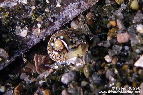 Ciclope (Cyclope pellucida)