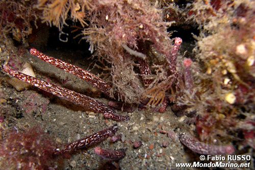 Peachia (Anemonactis mazeli)