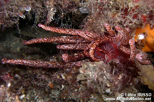 Peachia (Anemonactis mazeli)