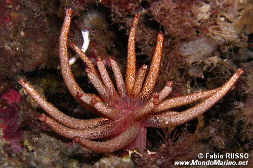 Peachia (Anemonactis mazeli)