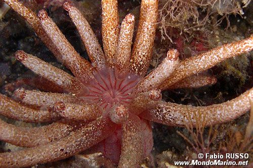 Peachia (Anemonactis mazeli)