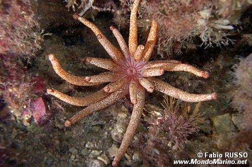 Peachia (Anemonactis mazeli)