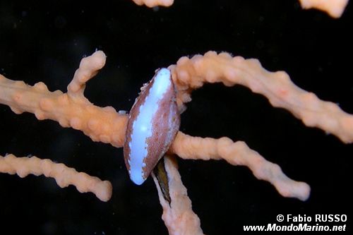 Neosimnia (Neosimnia spelta)