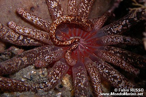 Peachia (Anemonactis mazeli)