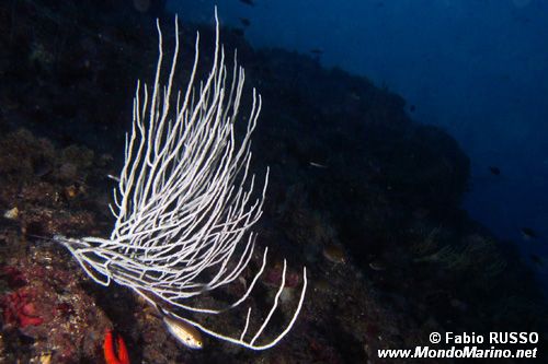 Gorgonia bianca (Eunicella singularis)