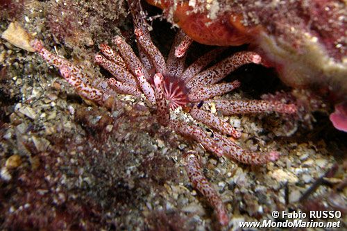 Peachia (Anemonactis mazeli)