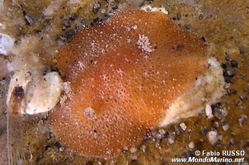 Doride di Portmann (Geitodoris portmanni)