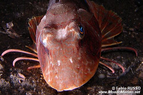 Pesce cappone (Chelidonichthys lucernus)