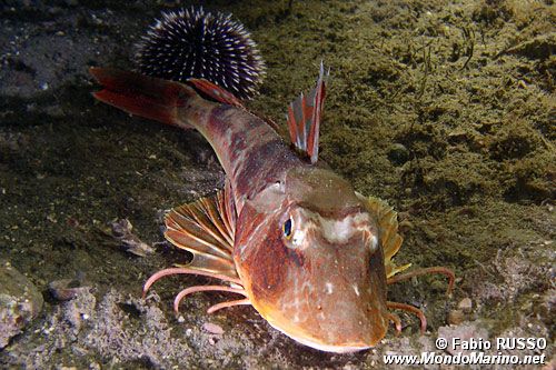 Pesce cappone (Chelidonichthys lucernus)