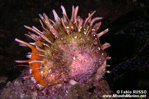 Spondilo (Spondilus gaederopus)