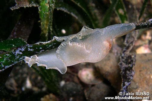 Plantelminta trasparente (Stylochus pilidium)