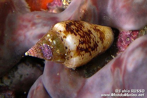 Columbella (Columbella rustica)